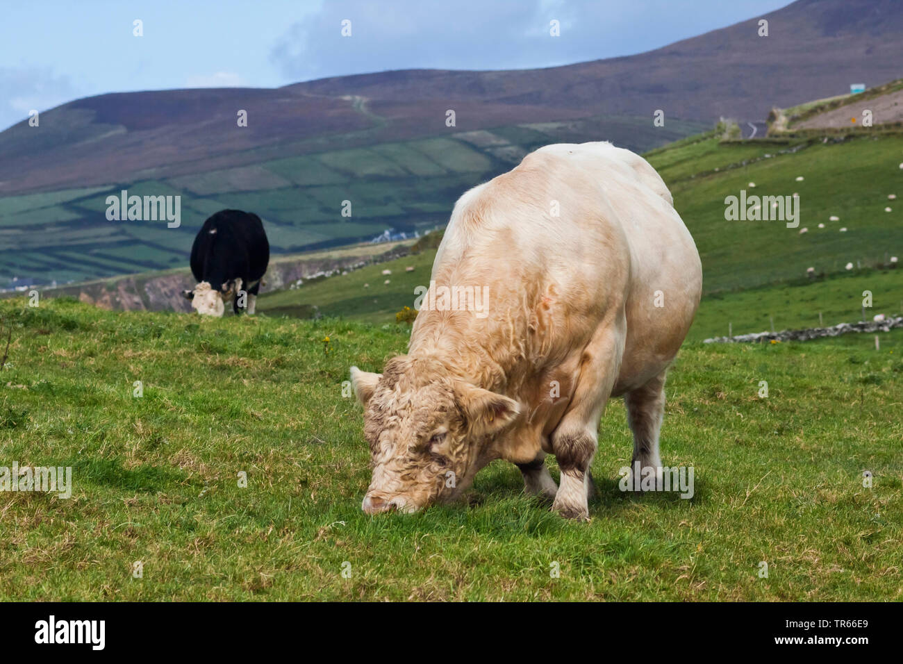 Bull on a pasture, Ireland, Ring of Kerry, Dingle Peninsula Stock Photo