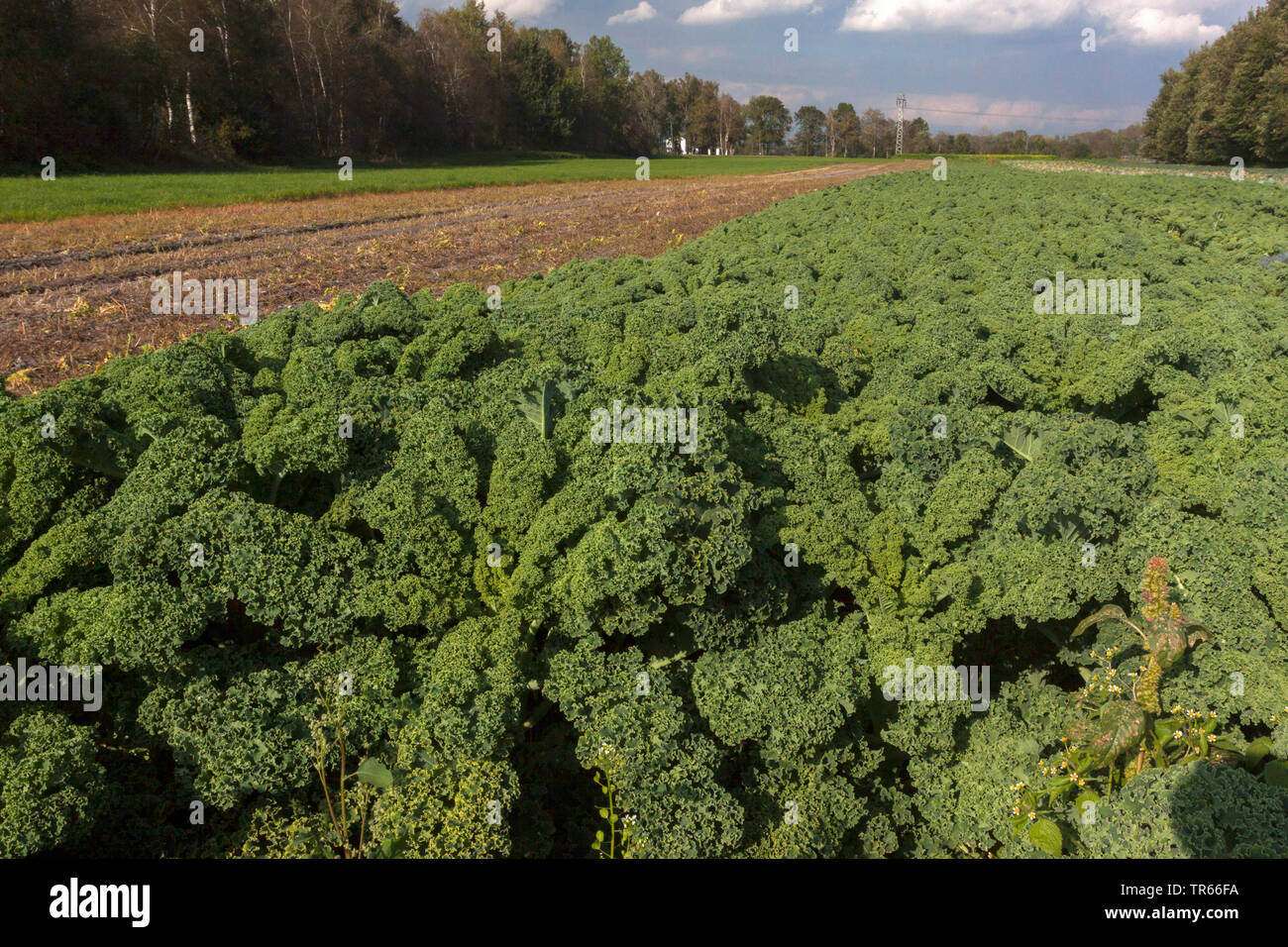 kale, borecole (Brassica oleracea var. sabellica, Brassica oleracea convar. acephala var