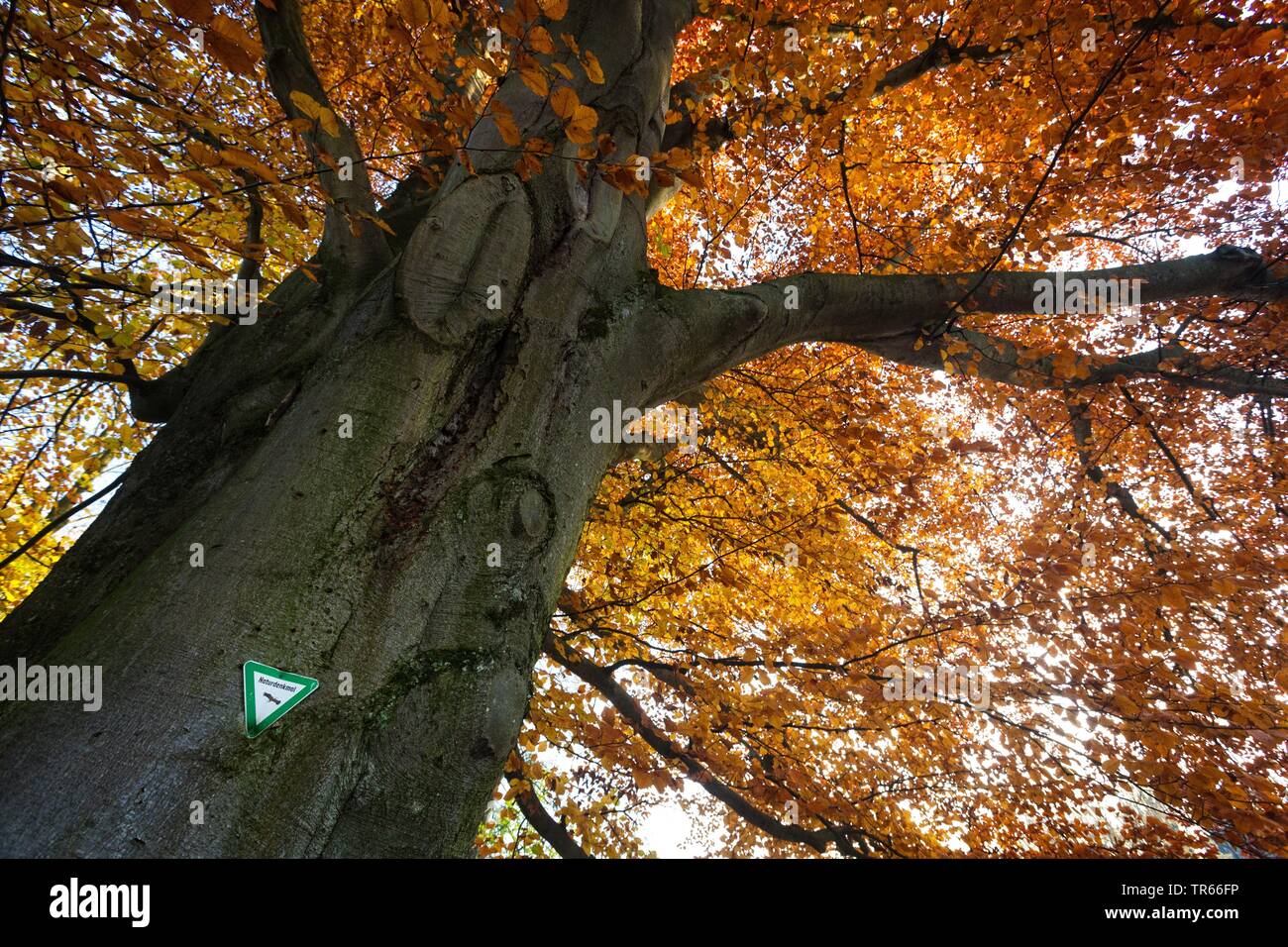 common beech (Fagus sylvatica), old beech with conservation area sign in autumn, detail, Germany, Bavaria Stock Photo