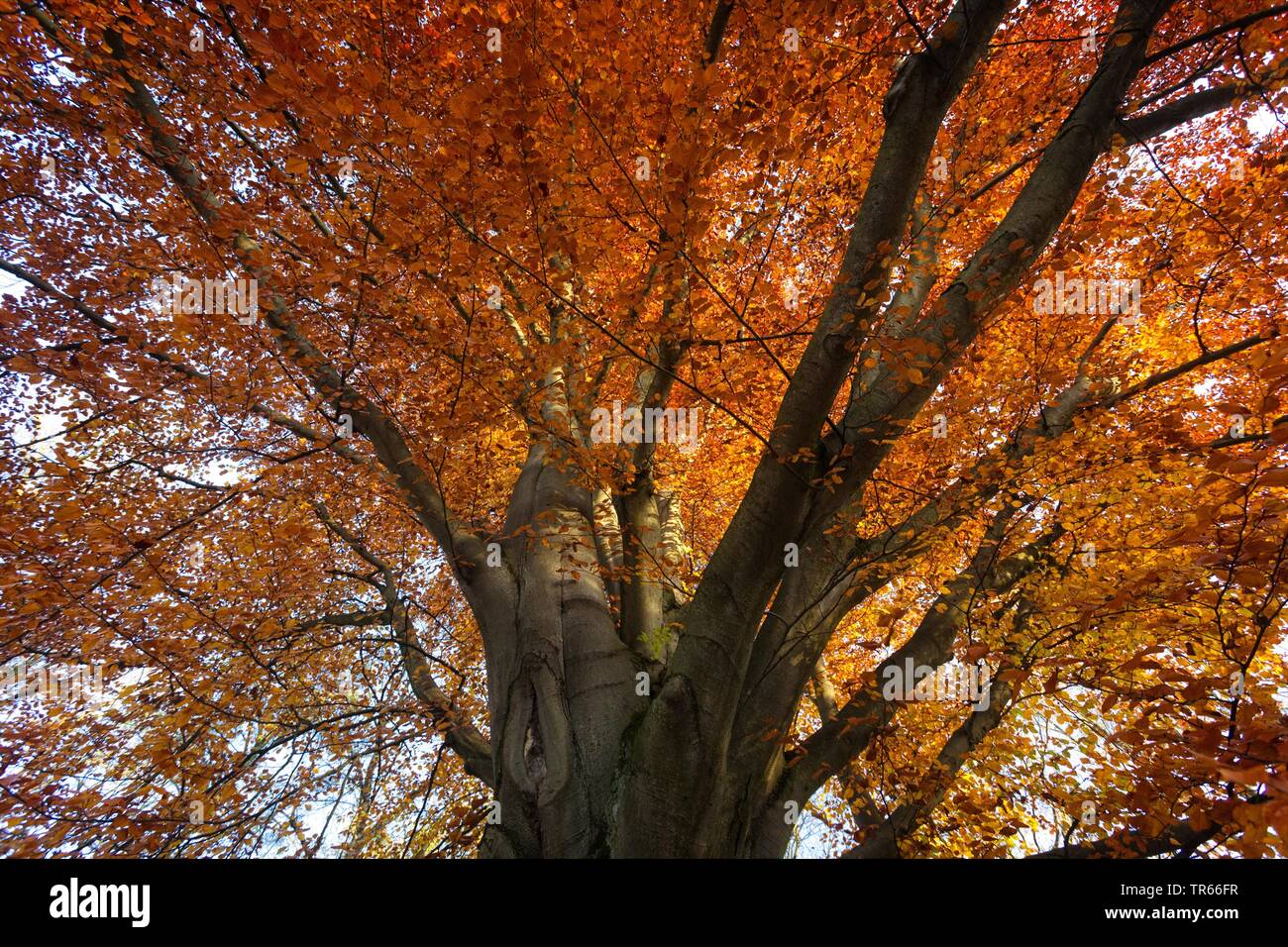 common beech (Fagus sylvatica), old beech in autumn, detail, Germany, Bavaria Stock Photo