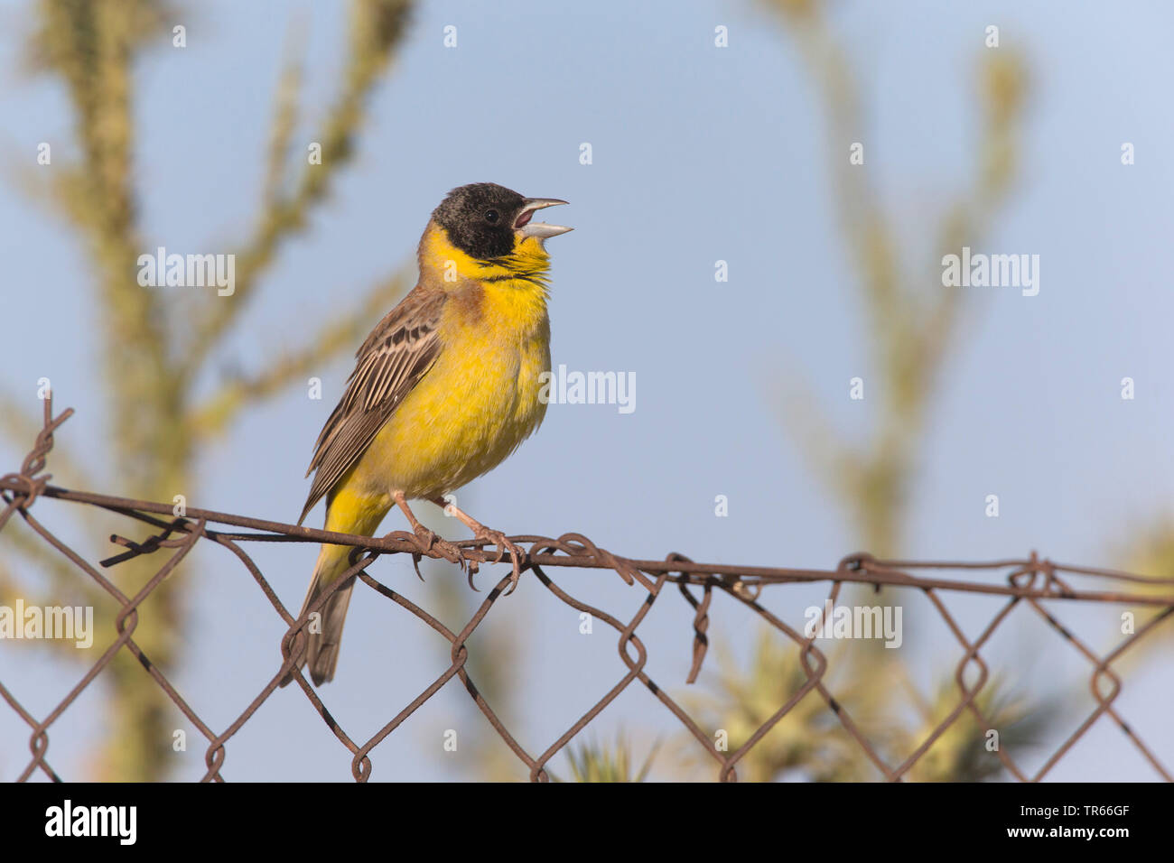 black-headed bunting (Emberiza melanocephala), sitting on a fence, Greece, Lesbos Stock Photo