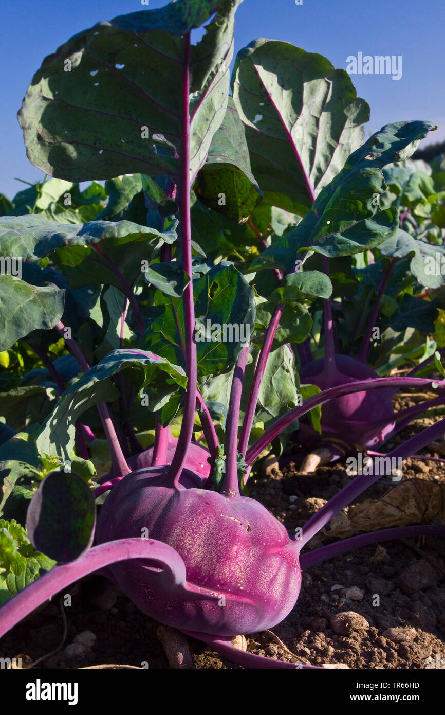 Kohl rabi, German turnip, turnip cabbage (Brassica oleracea convar. acepala var. gongylodes, Brassica oleracea var. gongylodes), German turnip on the field, Germany Stock Photo