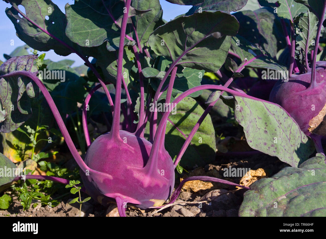 Kohl rabi, German turnip, turnip cabbage (Brassica oleracea convar. acepala var. gongylodes, Brassica oleracea var. gongylodes), German turnip on the field, Germany Stock Photo