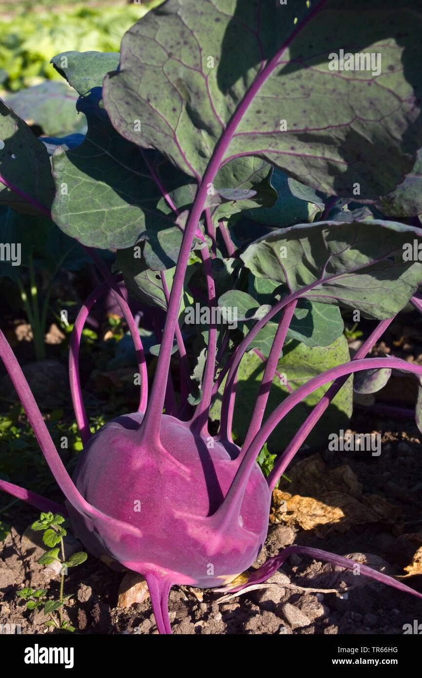 Kohl rabi, German turnip, turnip cabbage (Brassica oleracea convar. acepala var. gongylodes, Brassica oleracea var. gongylodes), German turnip on the field, Germany Stock Photo