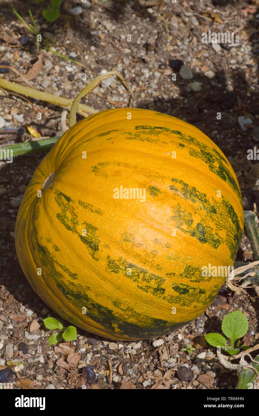styrian pumpkin, styrian oil pumpkin (Cucurbita pepo var. styriaca, Curcubita pepo convar. giromontiina var. oleifera), pumpkin in a garden, Germany, Bavaria Stock Photo