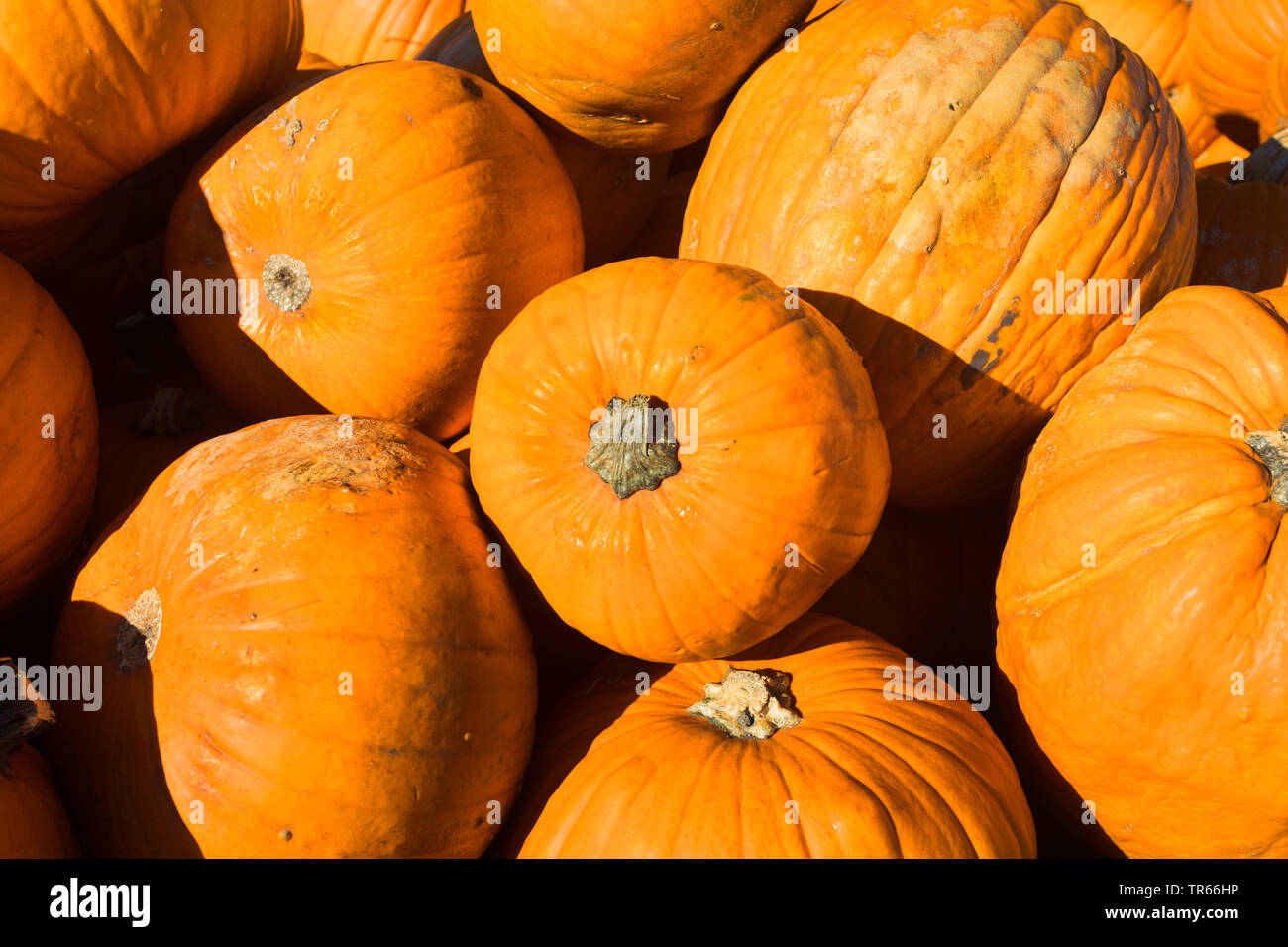 marrow, field pumpkin (Cucurbita pepo), pumpkin for sell, Germany, Bavaria Stock Photo