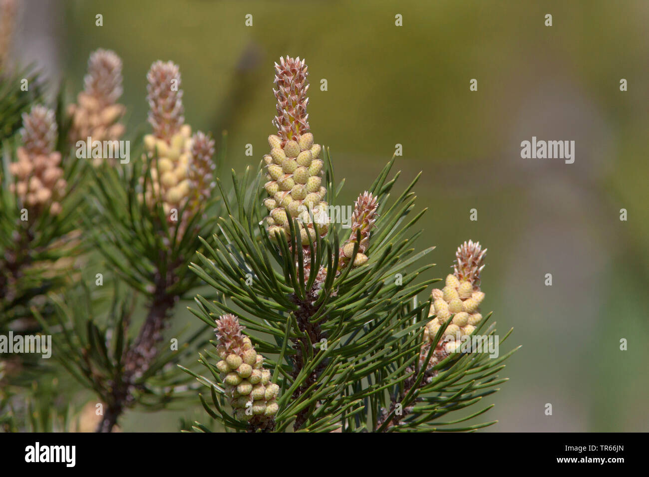 Mountain pine, Mugo pine (Pinus mugo), branches with male flowers in bud, Germany, Bavaria Stock Photo