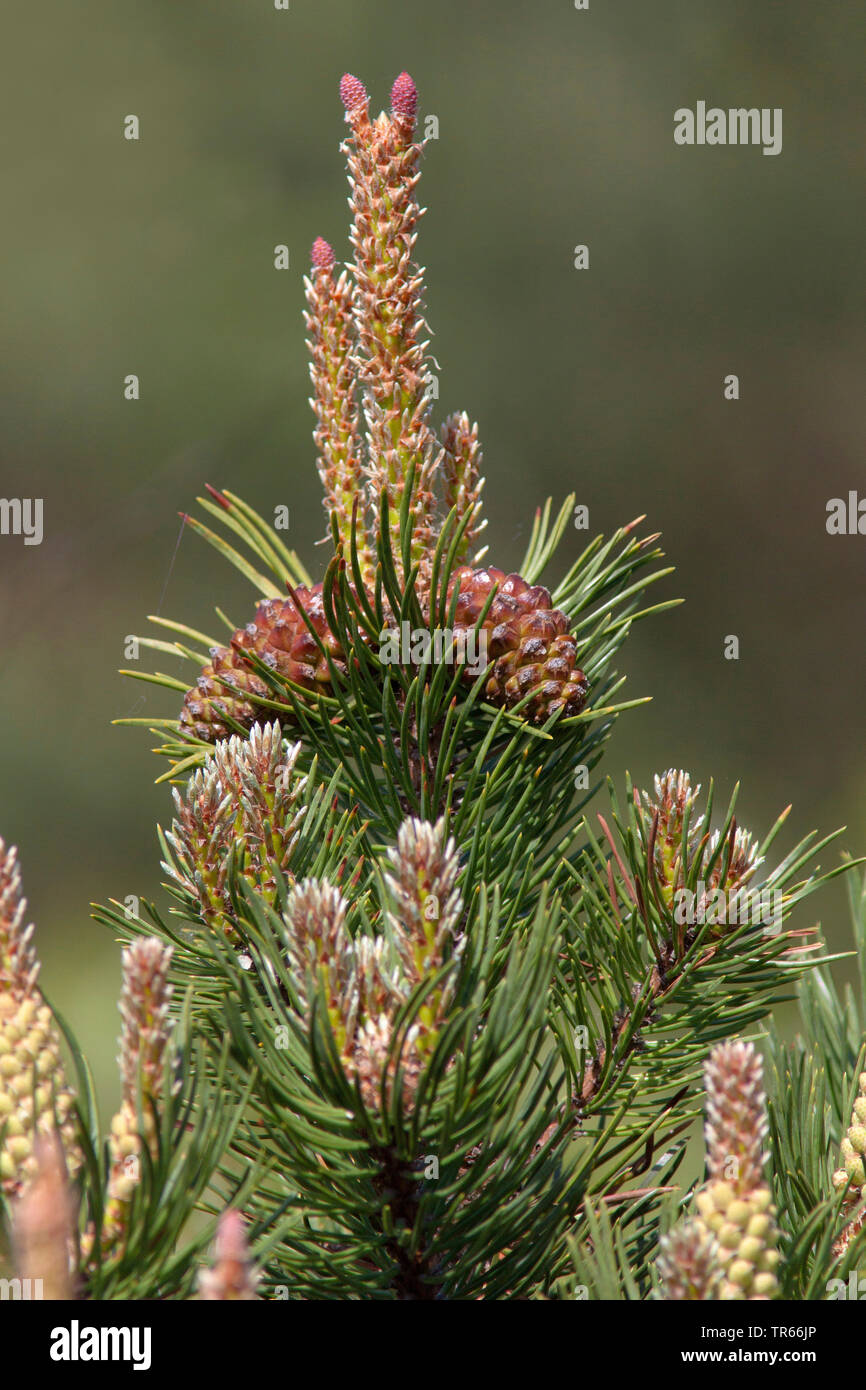 Mountain pine, Mugo pine (Pinus mugo), branche with mature and blooming cone, Germany, Bavaria Stock Photo