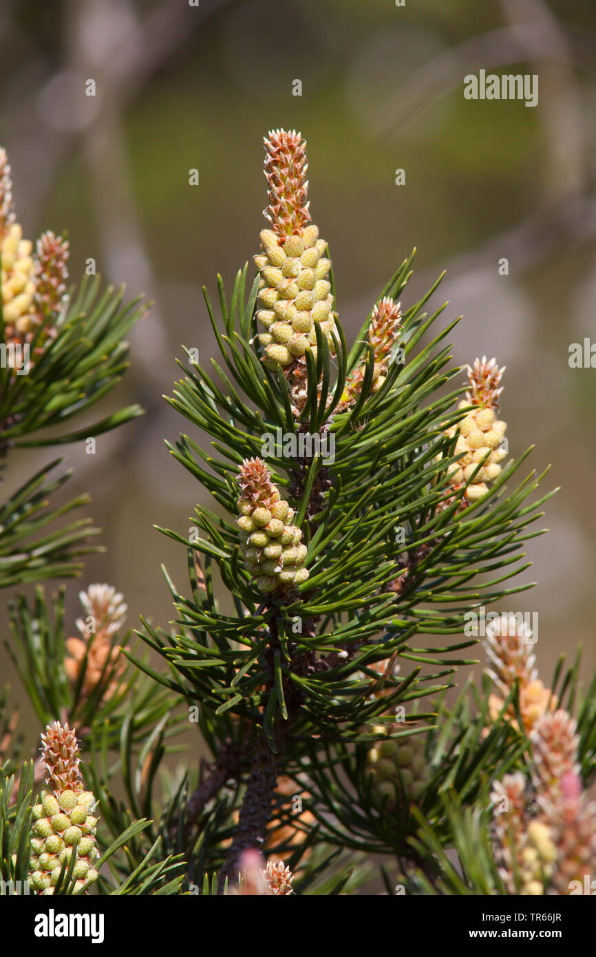 Mountain pine, Mugo pine (Pinus mugo), branch with male flowers in bud, Germany, Bavaria Stock Photo