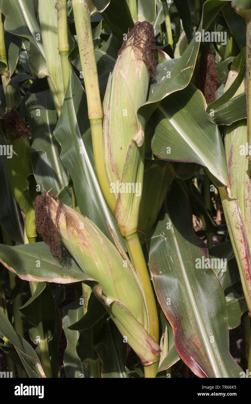 Indian corn on the cob hi-res stock photography and images - Alamy