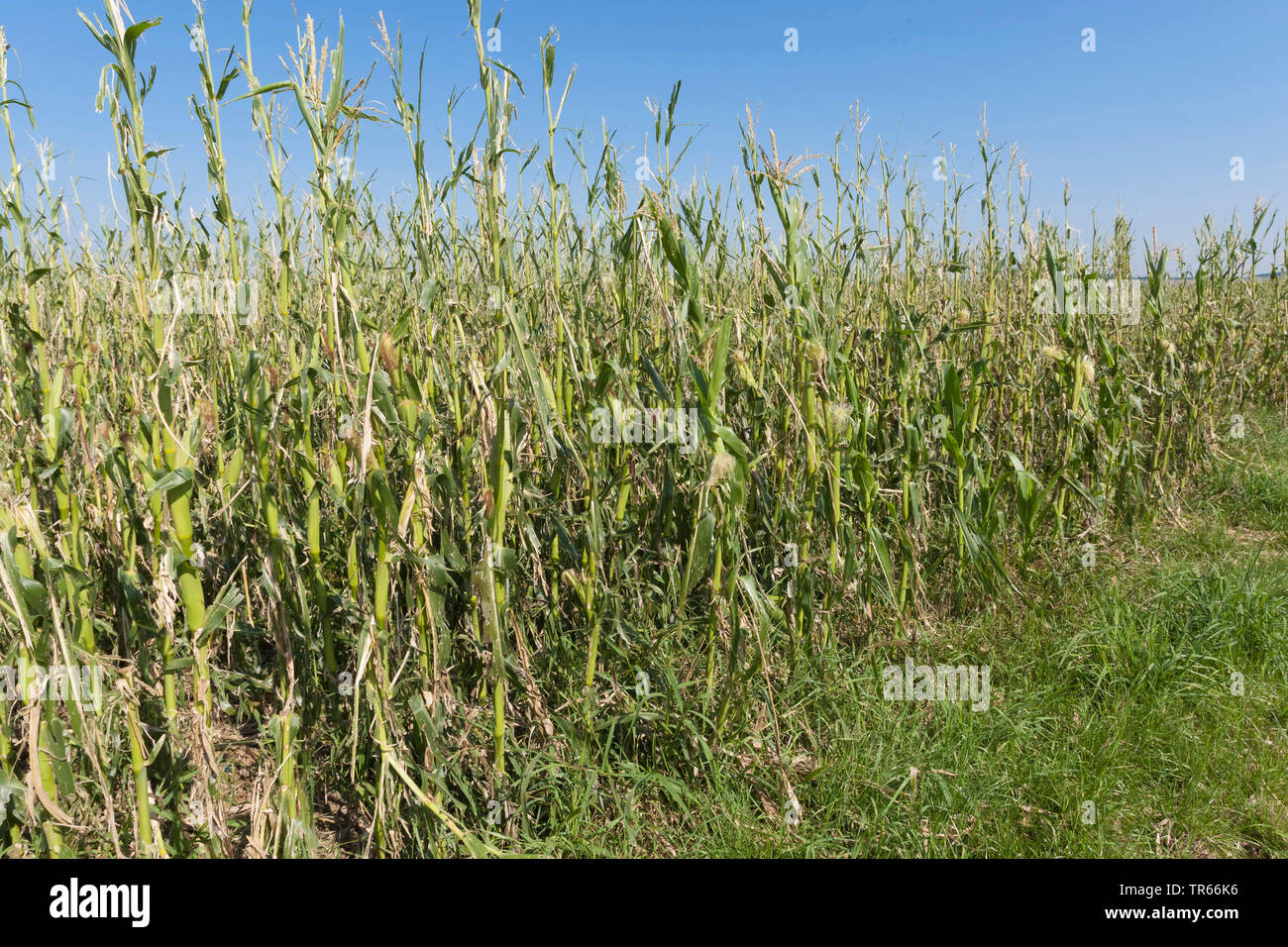 Indian corn, maize (Zea mays), thunder storm demage in a maize field, Germany, Bavaria Stock Photo