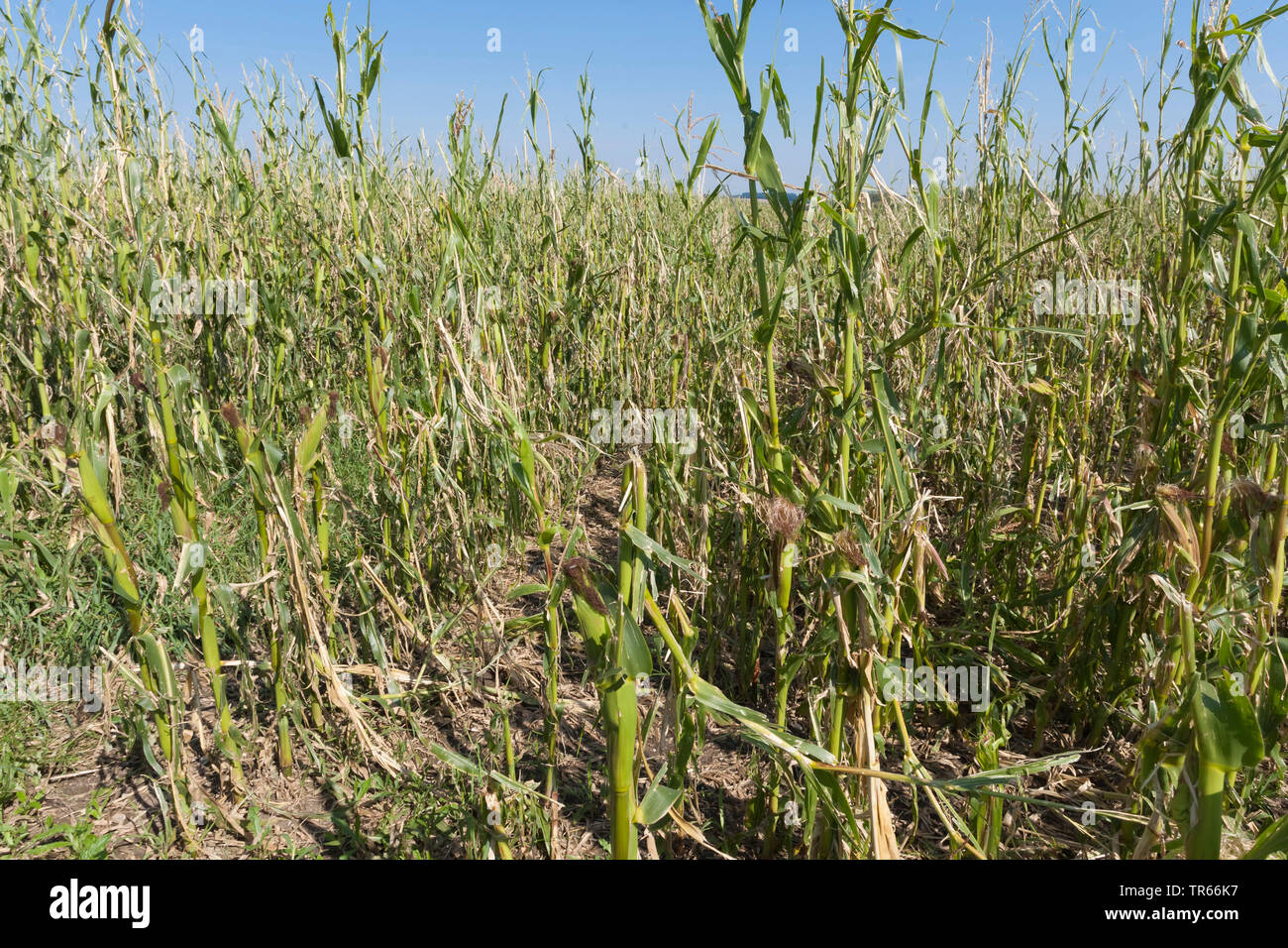 Indian corn, maize (Zea mays), thunder storm demage in a maize field, Germany, Bavaria Stock Photo