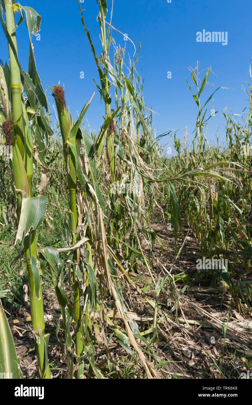 Indian corn, maize (Zea mays), thunder storm demage in a maize field, Germany, Bavaria Stock Photo