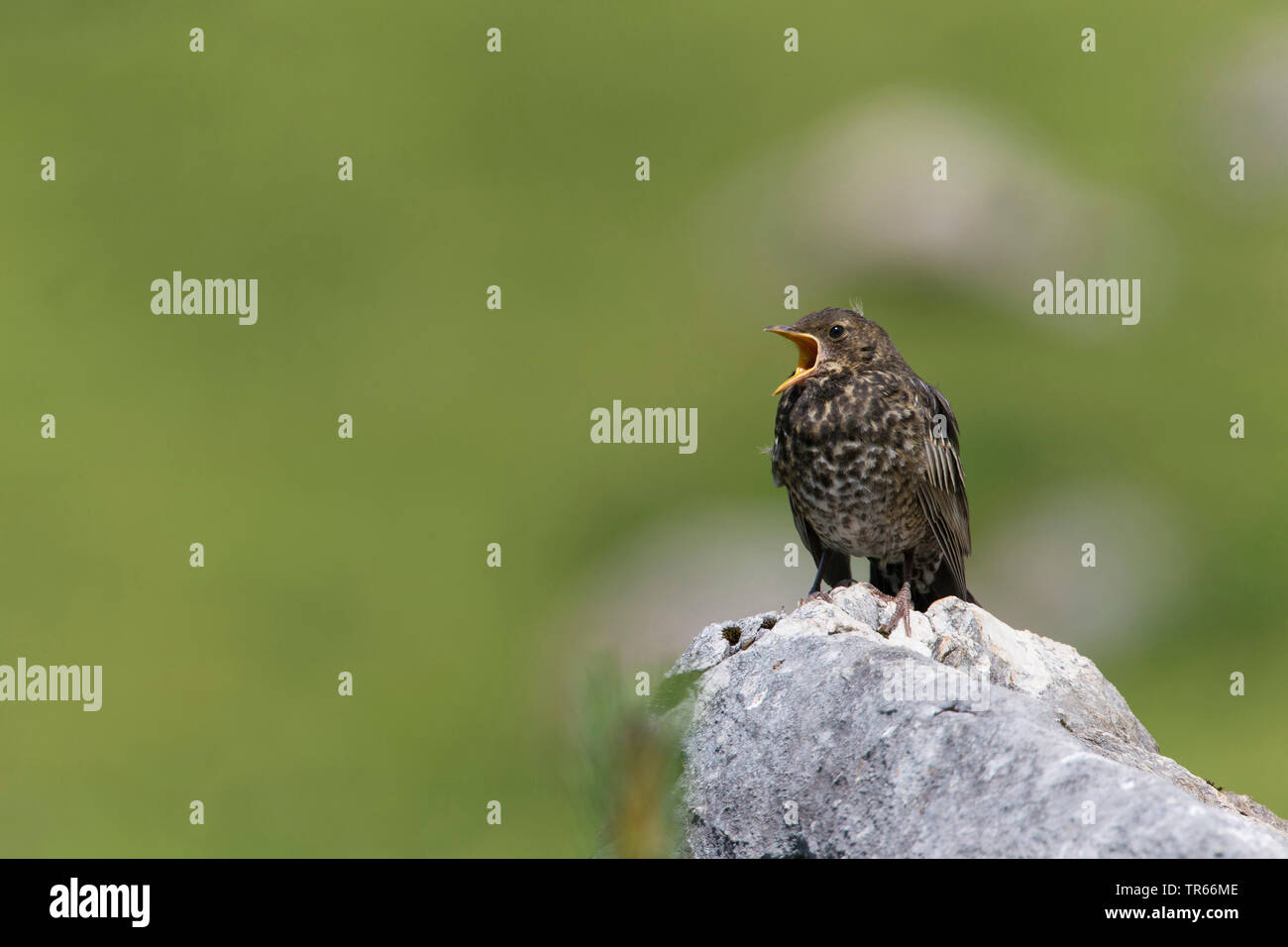 chat-shrike (Lanioturdus torquatus, Turdus torquatus), calling young bird on a stone, Germany Stock Photo