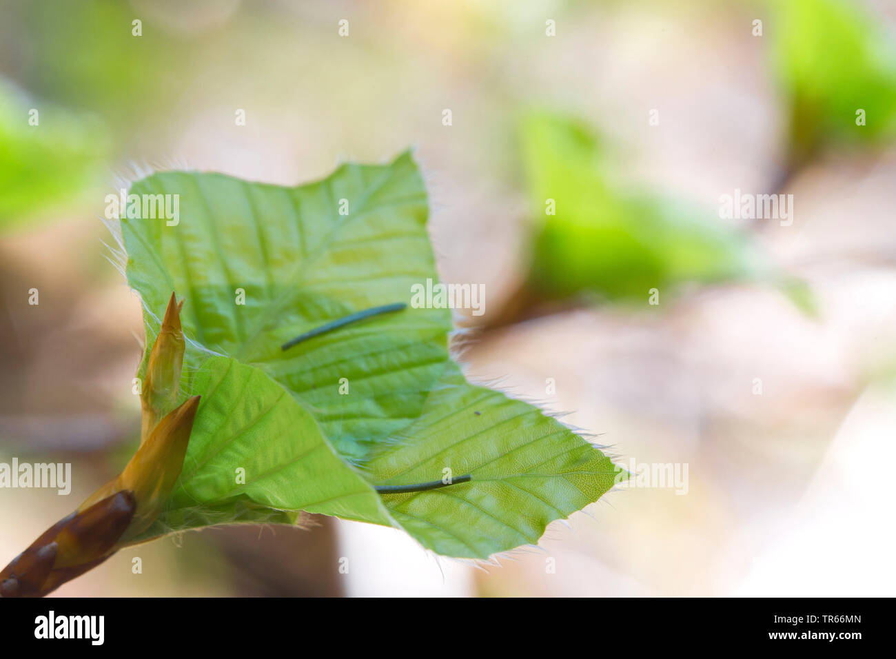 common beech (Fagus sylvatica), leaf shoots, Germany Stock Photo