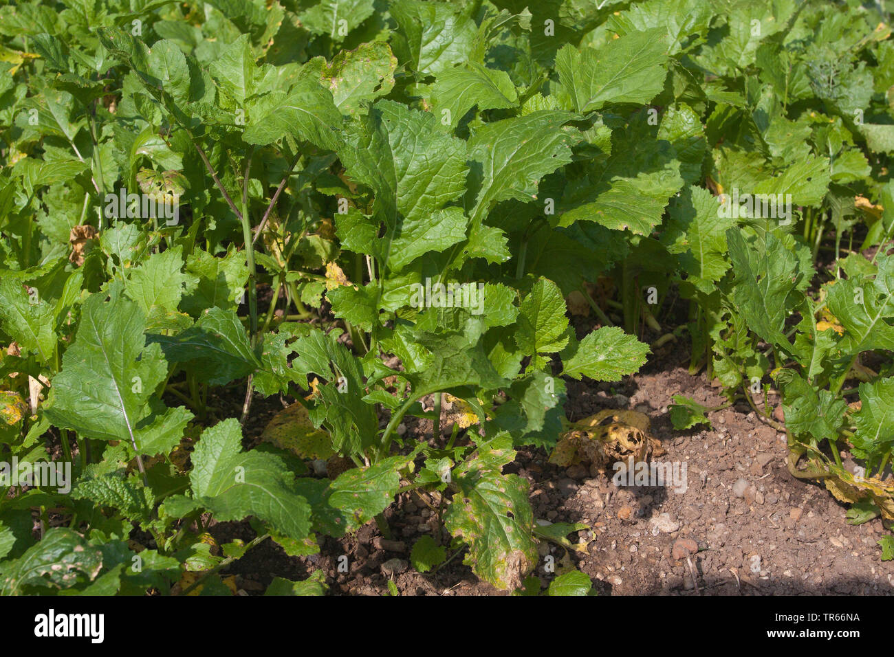 turnip (Brassica rapa subsp. rapa subvar. esculenta), turnip on a field, Germany, Bavaria Stock