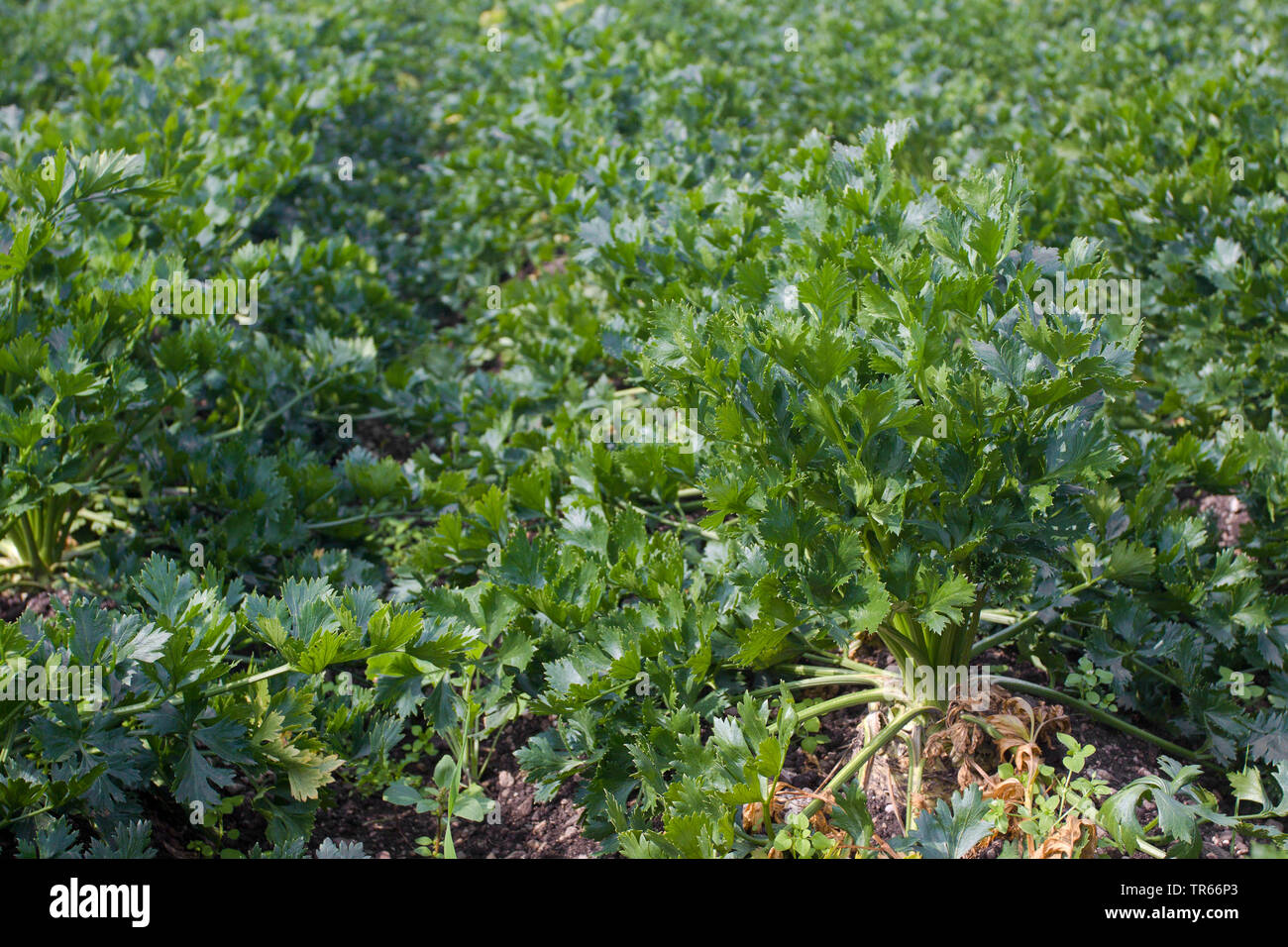 Wild celery hires stock photography and images Alamy