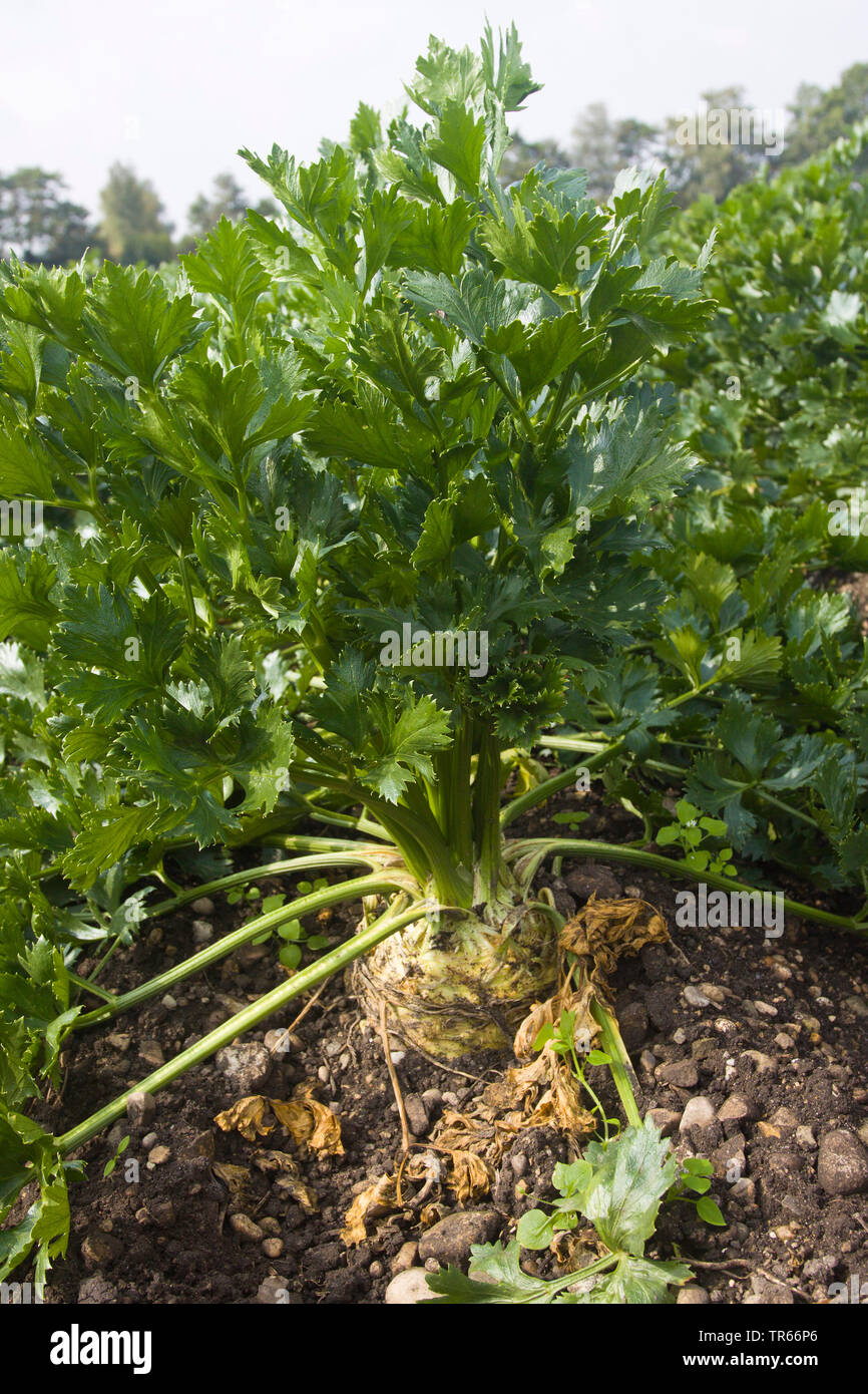 Celery field hires stock photography and images Alamy