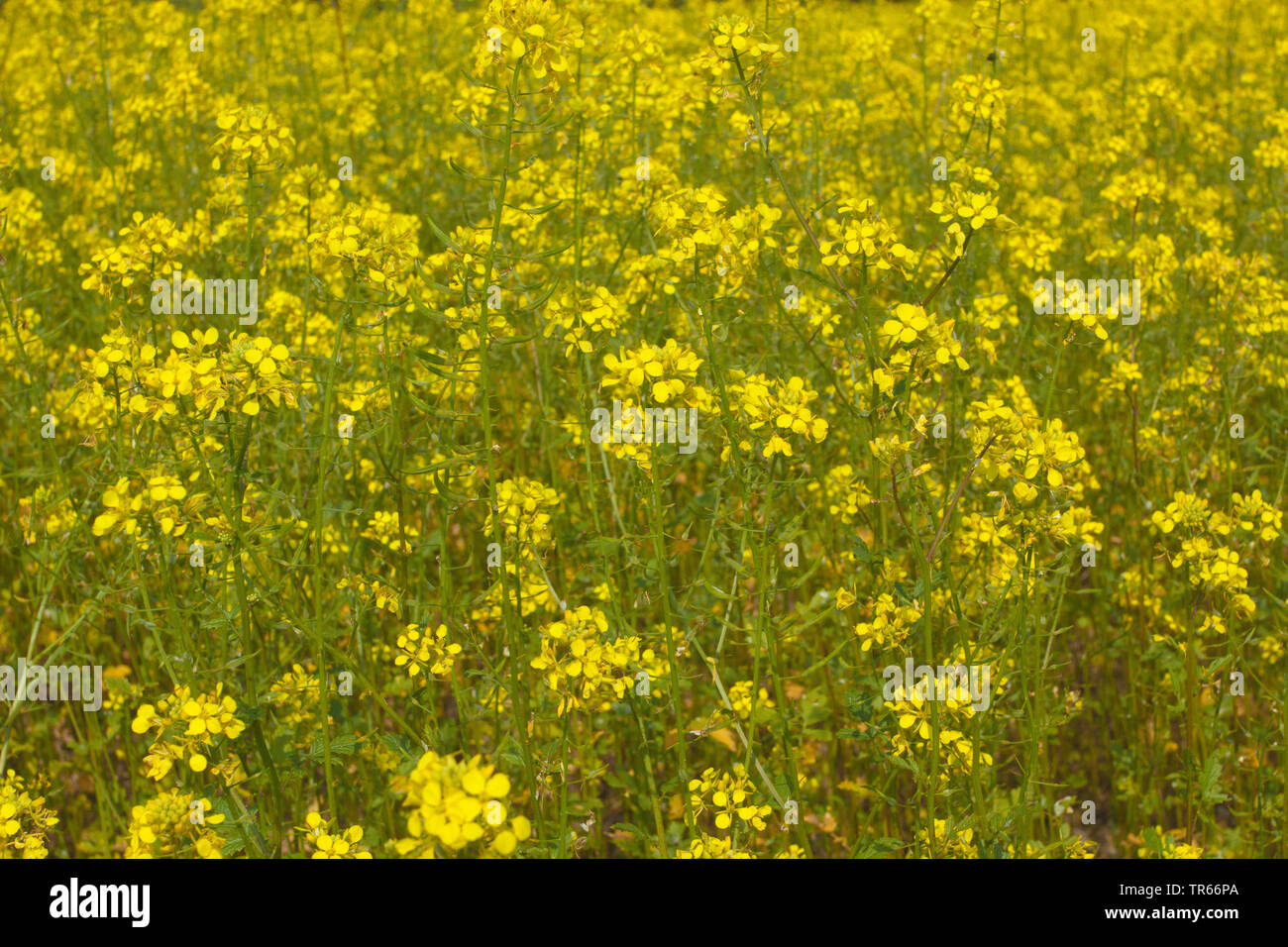 White mustard (Sinapis alba, Brassica alba), blooming field, intermediate crop, Germany Stock Photo