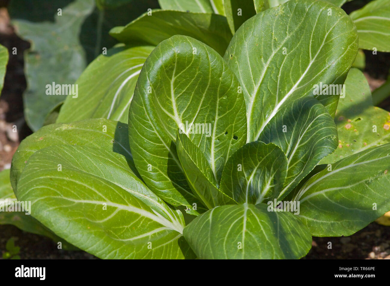Chinese cabbage (Brassica rapa chinensis Syn. Brassica campestris chinensis)  (Brassica rapa chinensis, Brassica campestris chinensis), plant on a field, Germany Stock Photo