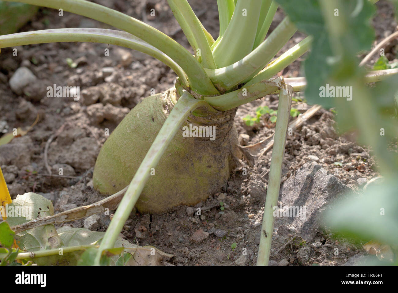 rutabaga, swede, turnip, yellow turnip, neep, root, beet (Brassica napus subsp. rapifera, Brassica napus rapifera, Brassica rapifera), rutabaga on a field, Germany Stock Photo