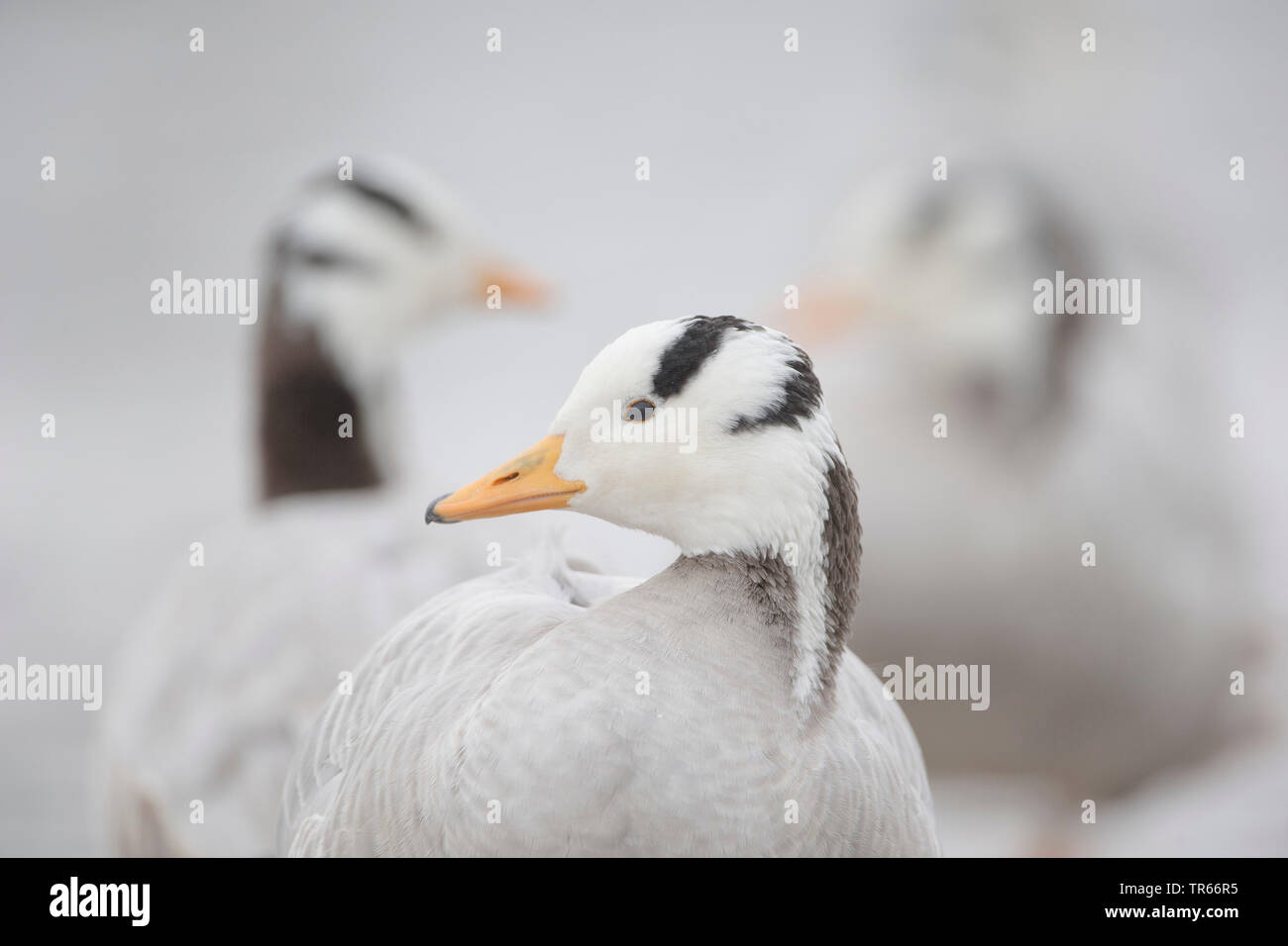 bar-headed goose (Anser indicus), portrait, side glance, Germany Stock Photo