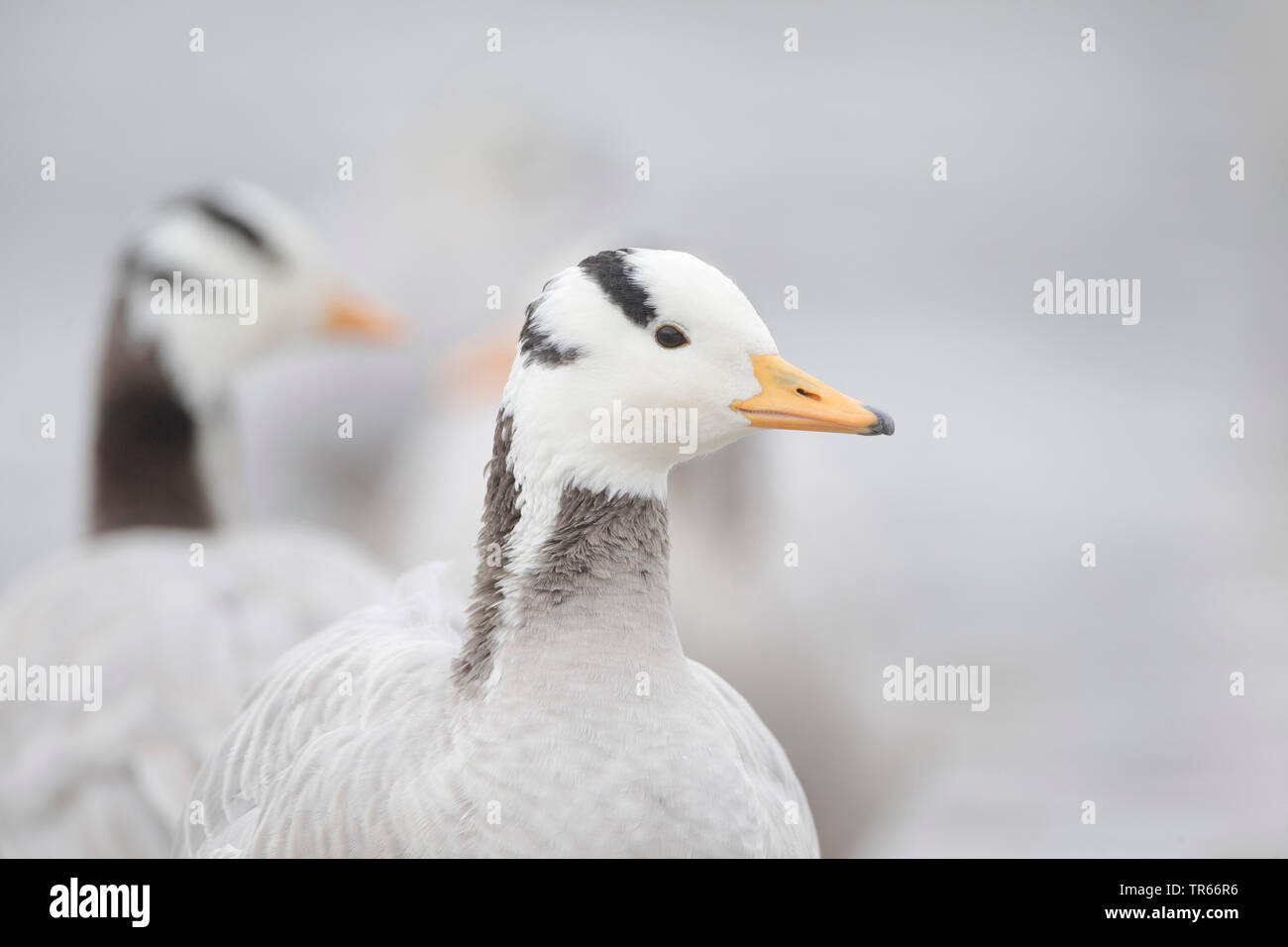 bar-headed goose (Anser indicus), portrait, side glance, Germany Stock Photo