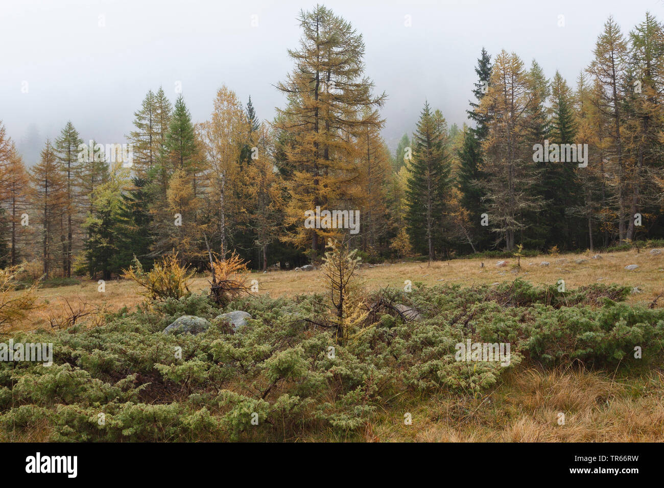 Savin Juniper, Savin (Juniperus sabina), population in the Alps, Italy Stock Photo