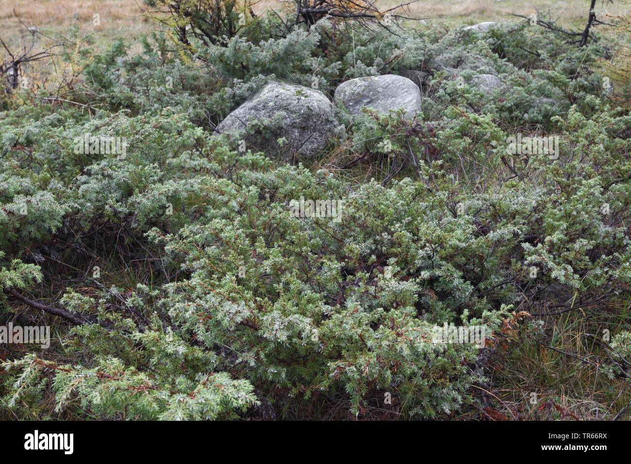 Savin Juniper, Savin (Juniperus sabina), population in the Alps, Italy Stock Photo