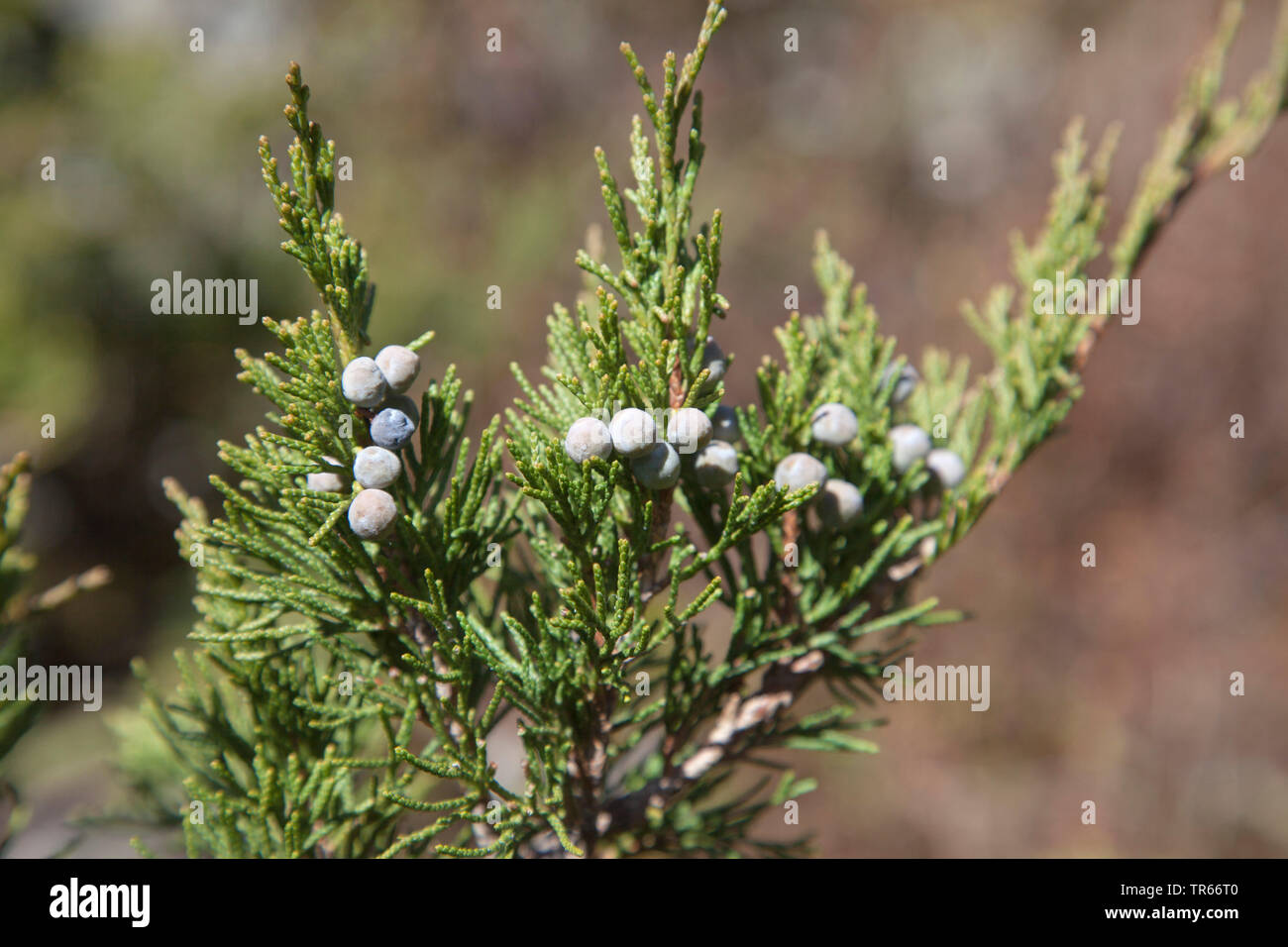 Savin Juniper, Savin (Juniperus sabina), branch with berries, Italy Stock Photo