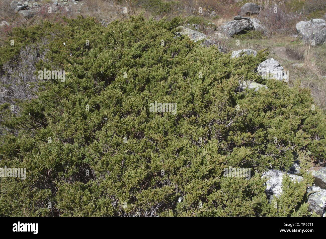 Savin Juniper, Savin (Juniperus sabina), population in the Alps, Italy Stock Photo