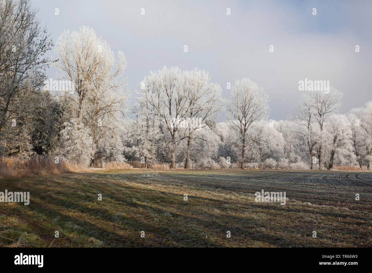 hoarfrost on trees and shrubs in field landscape, Germany, Bavaria Stock Photo