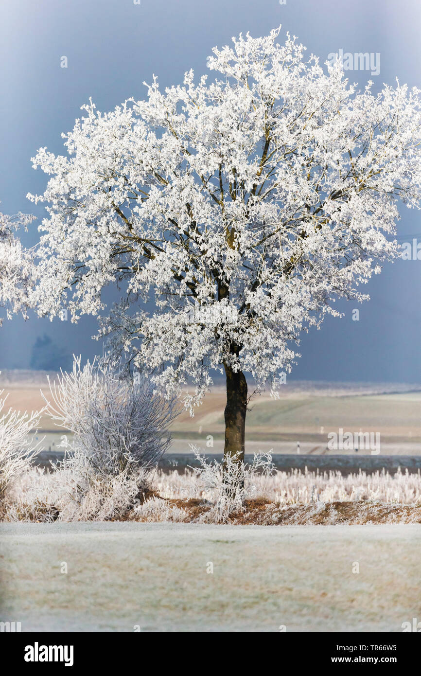 hoarfrost on a tree in field landscape, Germany, Bavaria Stock Photo