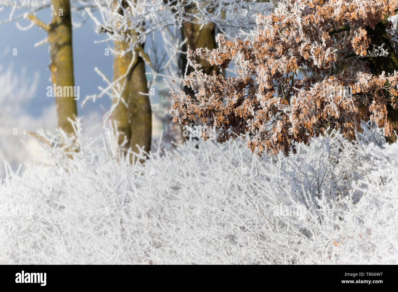 hoarfrost on twigs and branches, Germany, Bavaria Stock Photo