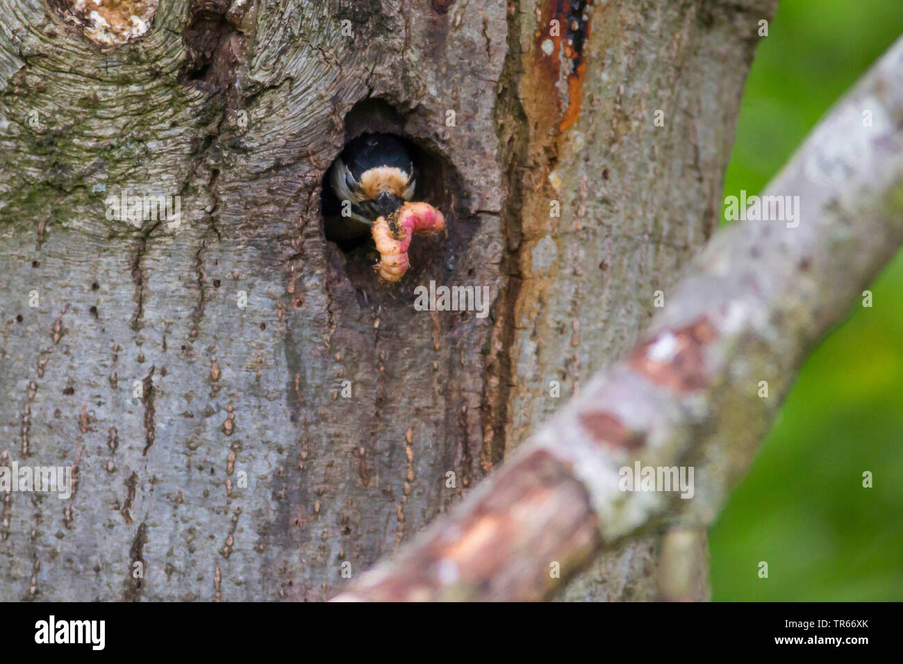 Bird eating caterpillars hires stock photography and images Alamy