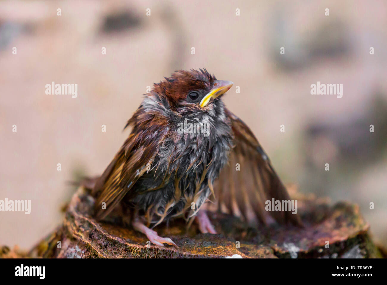 Eurasian tree sparrow (Passer montanus), wet young bird after a rain shower, Germany, Bavaria, Niederbayern, Lower Bavaria Stock Photo