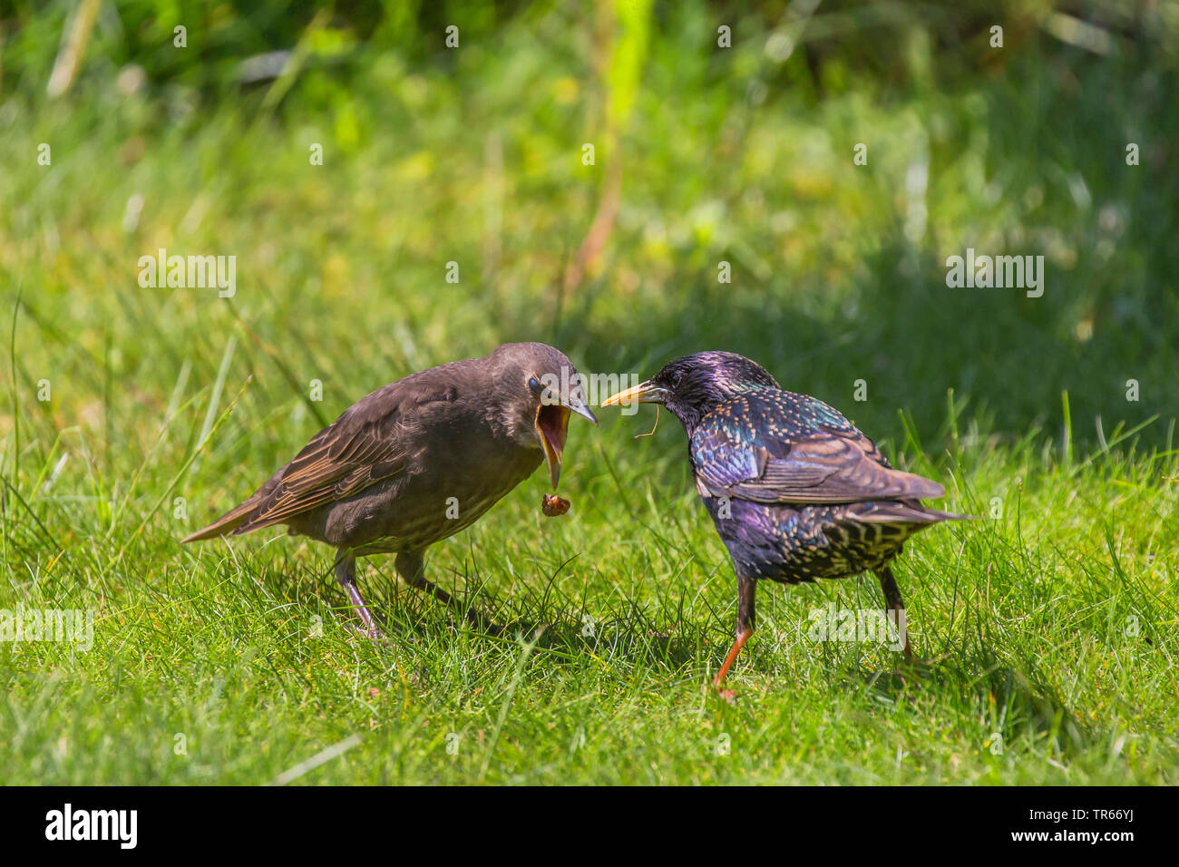 common starling (Sturnus vulgaris), young bird spitting out feed from