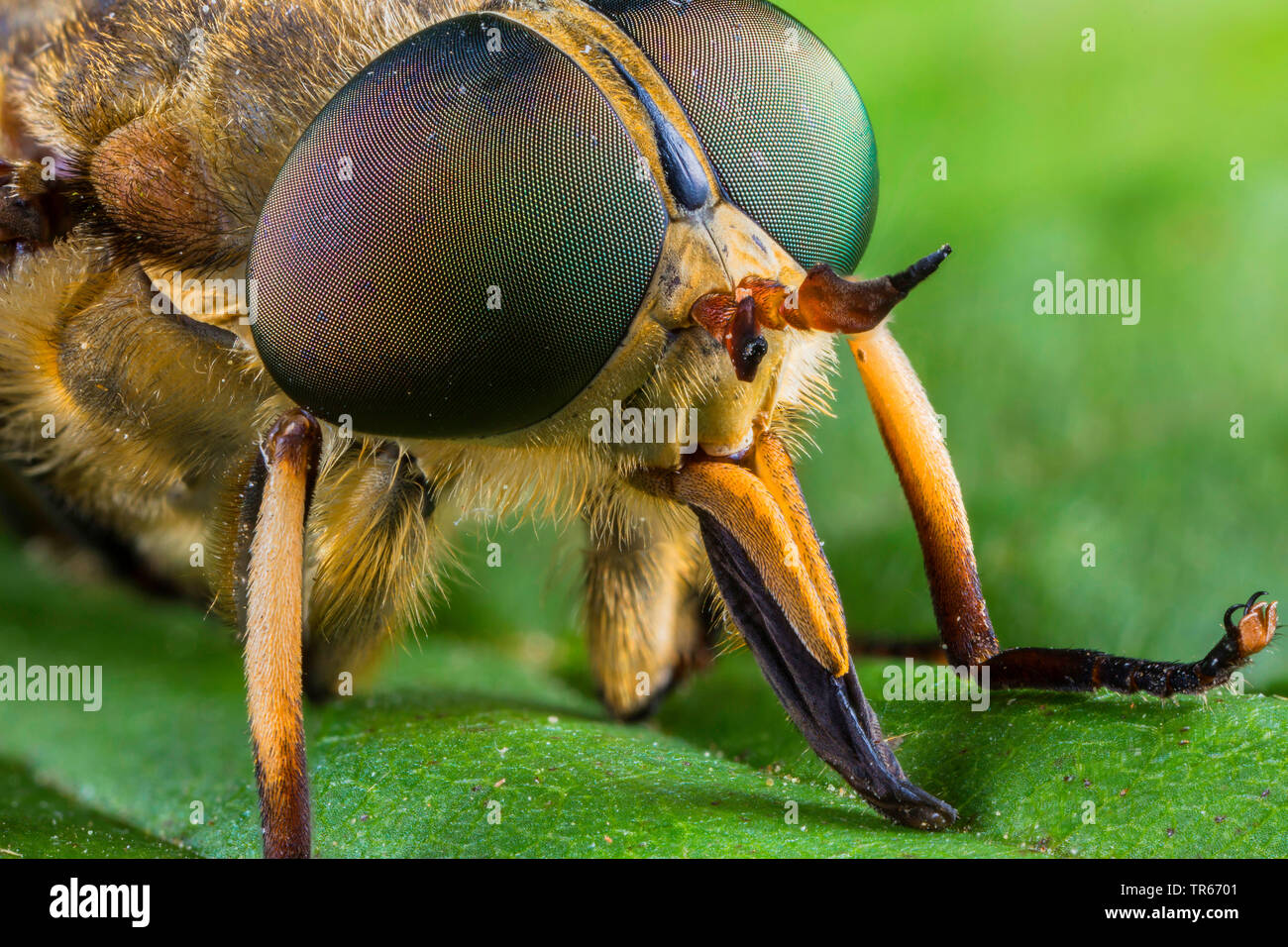 horseflies (Tabanus ssp.), head of a male, Germany, Bavaria, Niederbayern, Lower Bavaria Stock Photo
