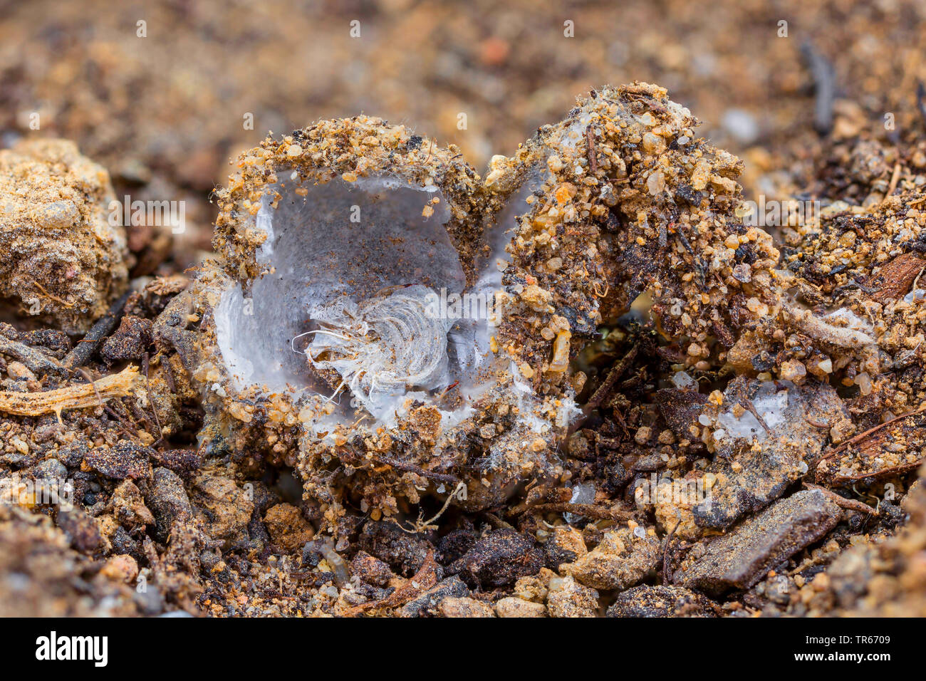 Ant cocoon hi-res stock photography and images - Alamy