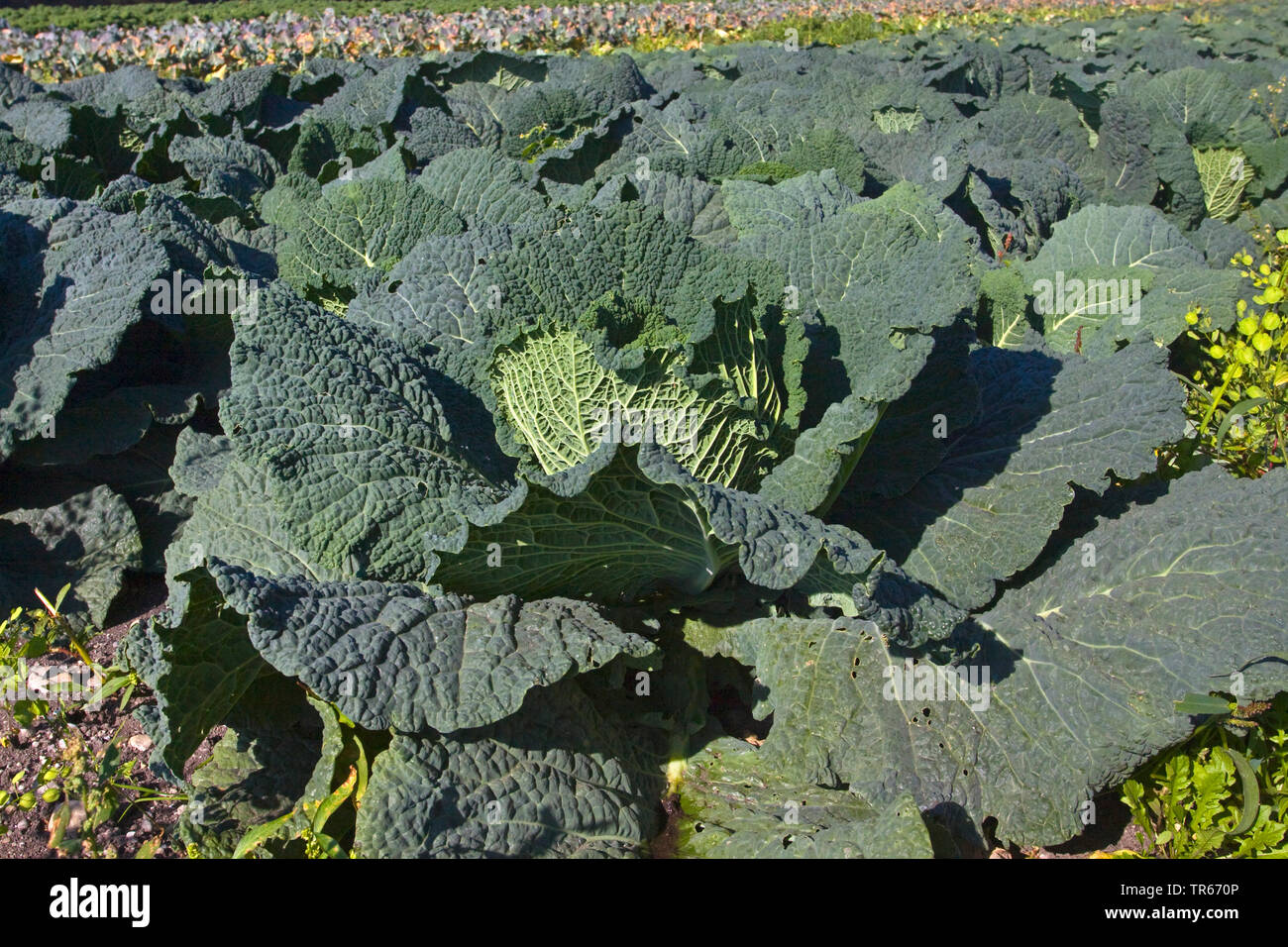 Wirsing Cabbage Stock Photos &amp; Wirsing Cabbage Stock Images - Alamy