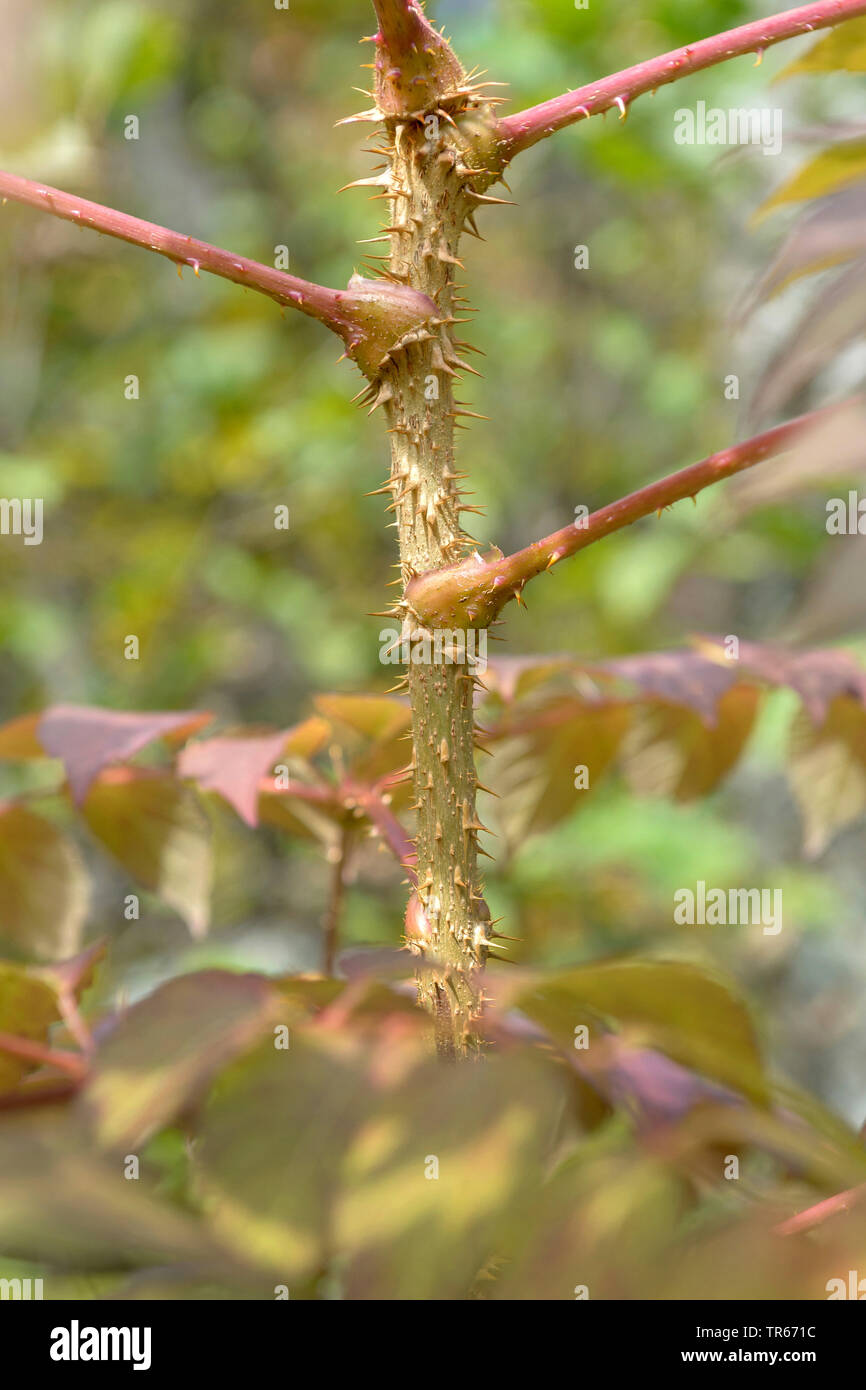 Japanese Angelica Tree (Aralia elata), sprout with spines, Japan Stock ...