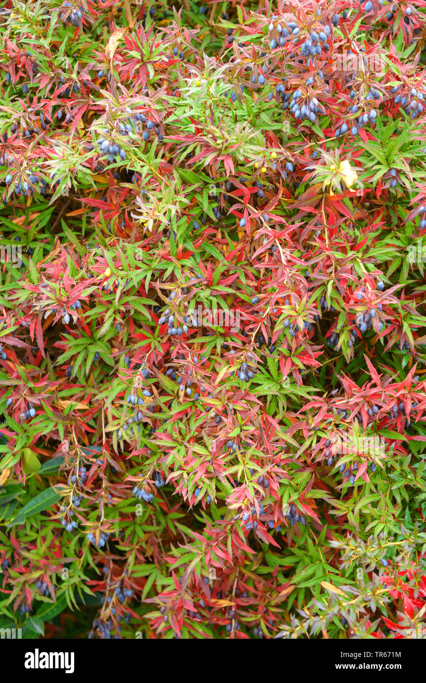 Cultus Bay Nursery Berberis Corylopsis Osmanthus Phsocarpus