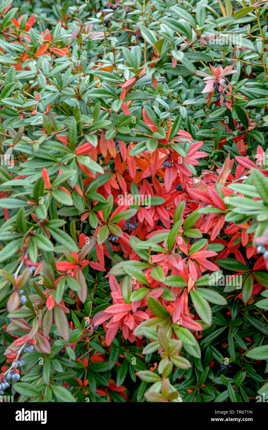 Wintergreen Barberry (Berberis julianae), bush with berries, Germany Stock Photo