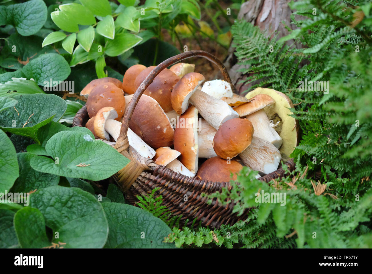 Penny bun, Cep, Porcino, Bun mushroom (Boletus edulis), Penny buns in a basket, Germany, Saxony Stock Photo