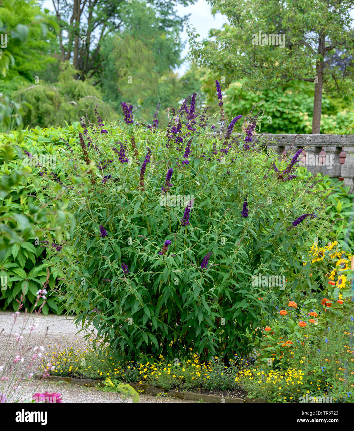 Butterfly bush, Violet butterfly bush, Summer lilac, Butterfly-bush, Orange eye (Buddleja davidii, 'Black Knight', Buddleja davidii, Black Knight, Buddleia davidii), cultivar Black Knight Stock Photo