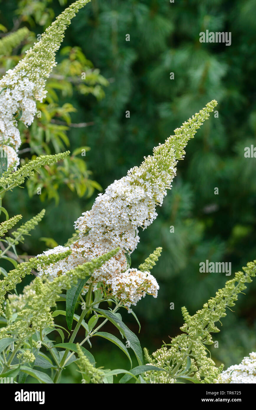 Butterfly bush, Violet butterfly bush, Summer lilac, Butterfly-bush, Orange eye (Buddleja davidii, 'White Bouquet', Buddleja davidii White Bouquet, Buddleia davidii), cultivar White Bouquet Stock Photo