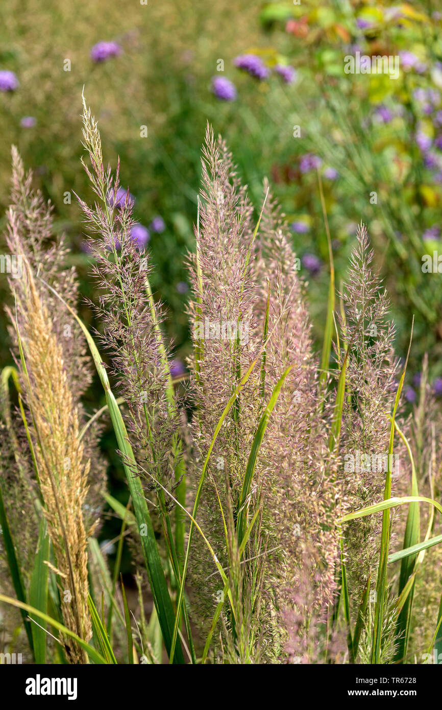 Korean feather reed grass (Calamagrostis brachytricha, Stipa brachytricha ), blooming, Germany, Bavaria Stock Photo