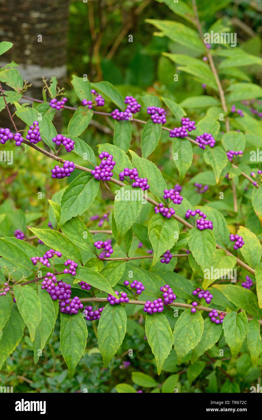 purple beautyberry (Callicarpa dichotoma), branch with fruits Stock Photo