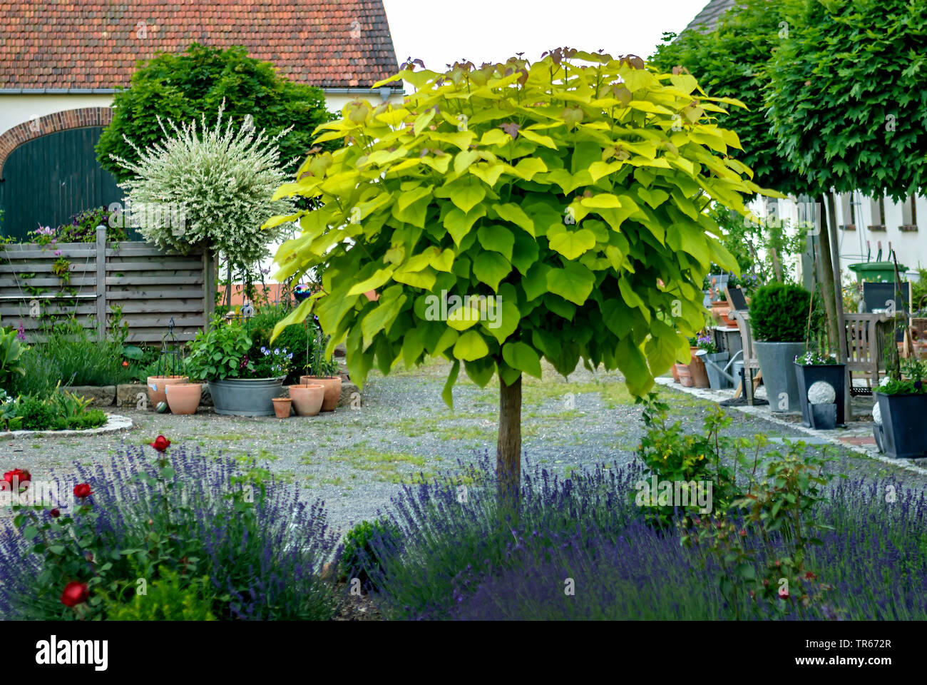 Indian bean tree (Catalpa bignonioides 'Aurea', Catalpa bignonioides Aurea), cultivar Aurea in a frontyard, Germany Stock Photo