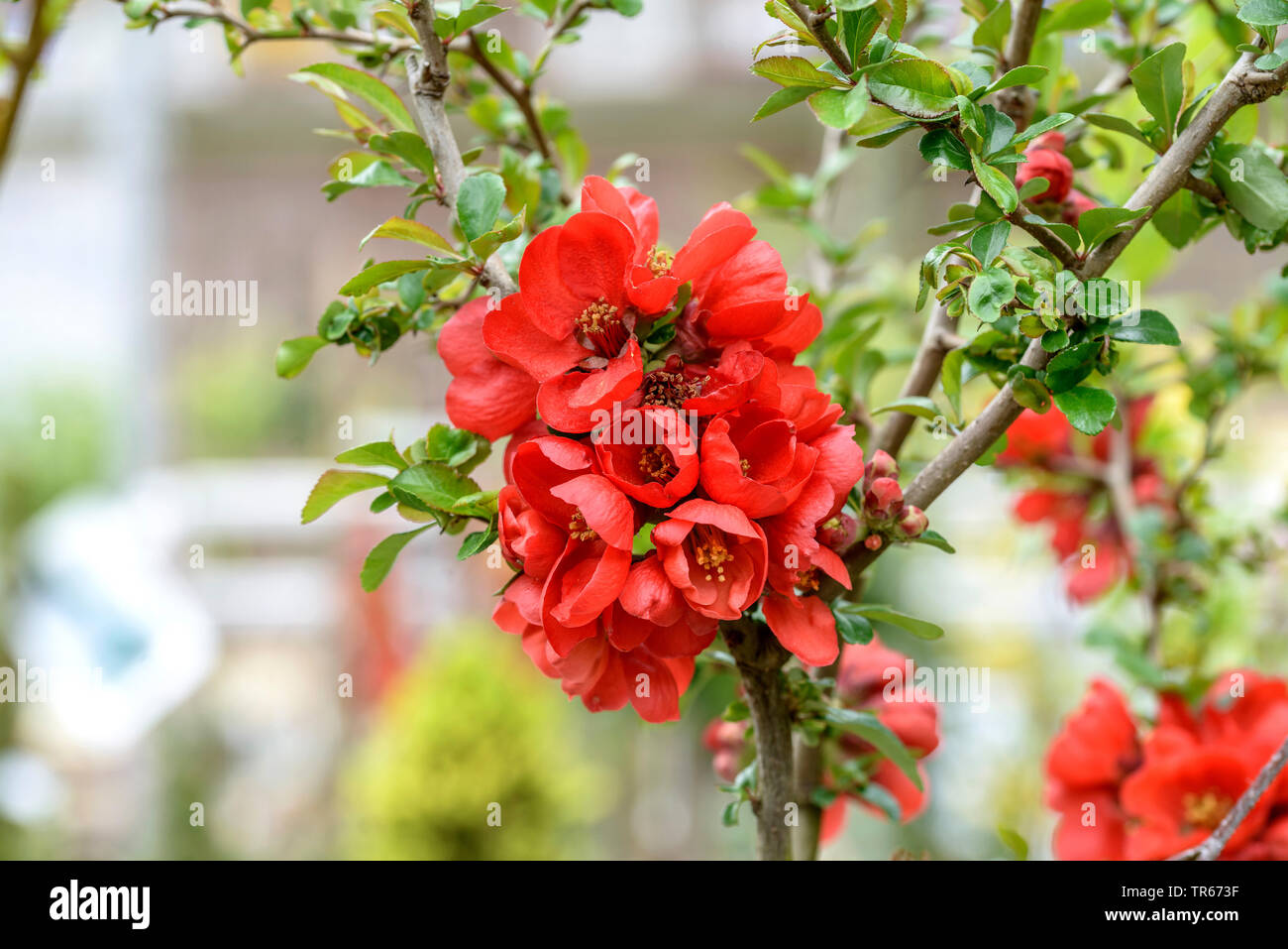 Ornamental quince (Chaenomeles 'Friesdorfer 205', Chaenomeles Friesdorfer 205), cultivar Friesdorfer, blooming Stock Photo